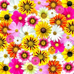 flowers-58592_640