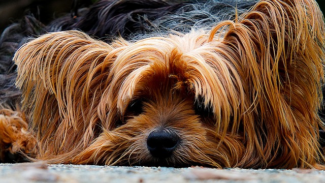 Uppvakta en hund du gillar med ett Hundogram